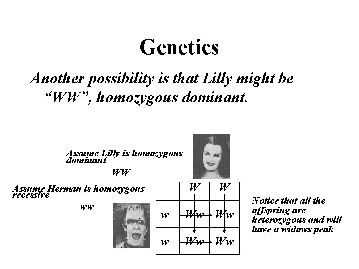 Genetics Another possibility is that Lilly might be “WW”, homozygous dominant. Assume Lilly is