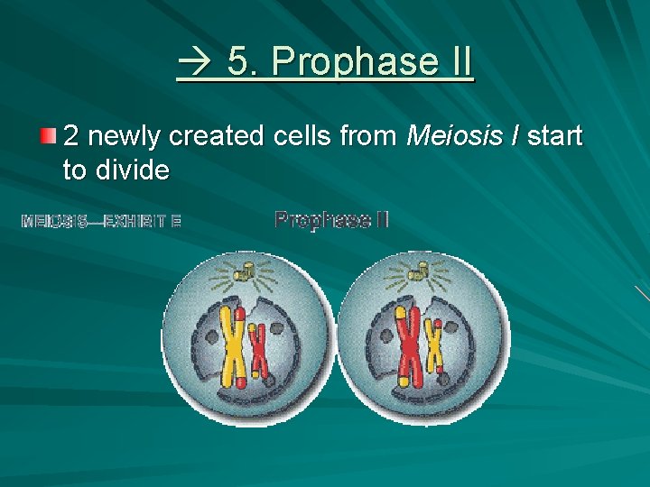  5. Prophase II 2 newly created cells from Meiosis I start to divide