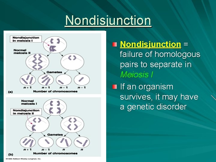 Nondisjunction = failure of homologous pairs to separate in Meiosis I If an organism