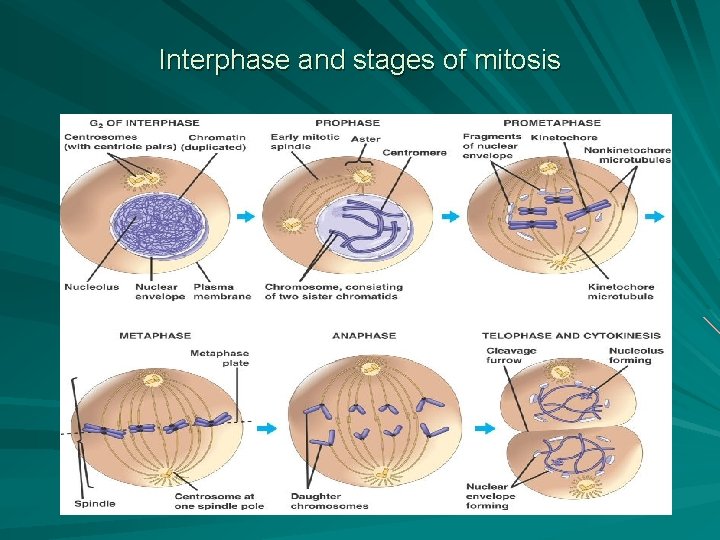 Interphase and stages of mitosis 