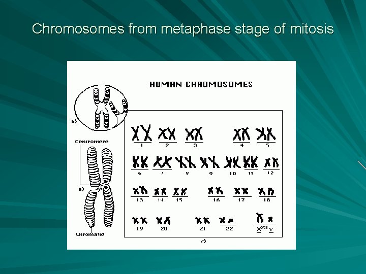 Chromosomes from metaphase stage of mitosis 