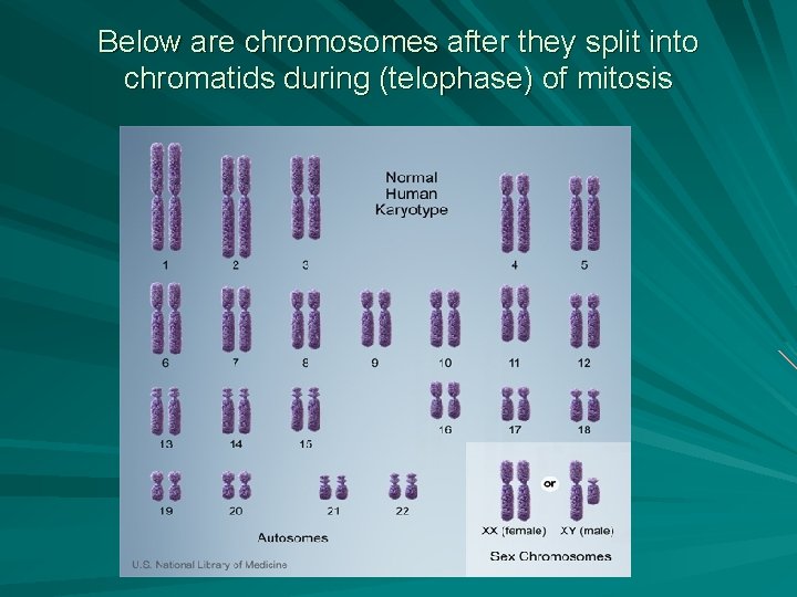 Below are chromosomes after they split into chromatids during (telophase) of mitosis 