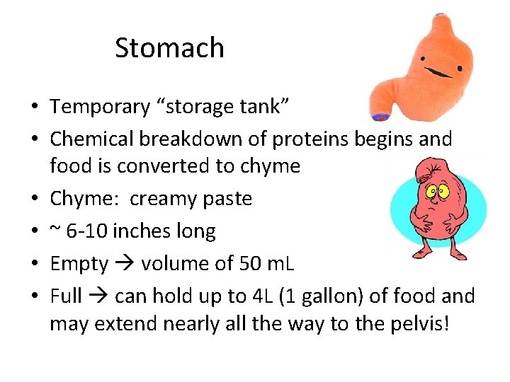 Stomach • Temporary “storage tank” • Chemical breakdown of proteins begins and food is