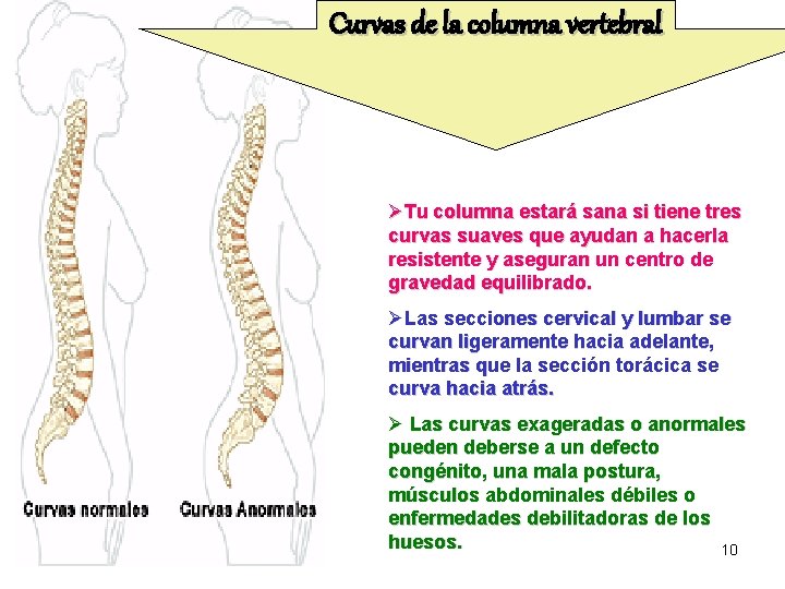 Curvas de la columna vertebral ØTu columna estará sana si tiene tres curvas suaves