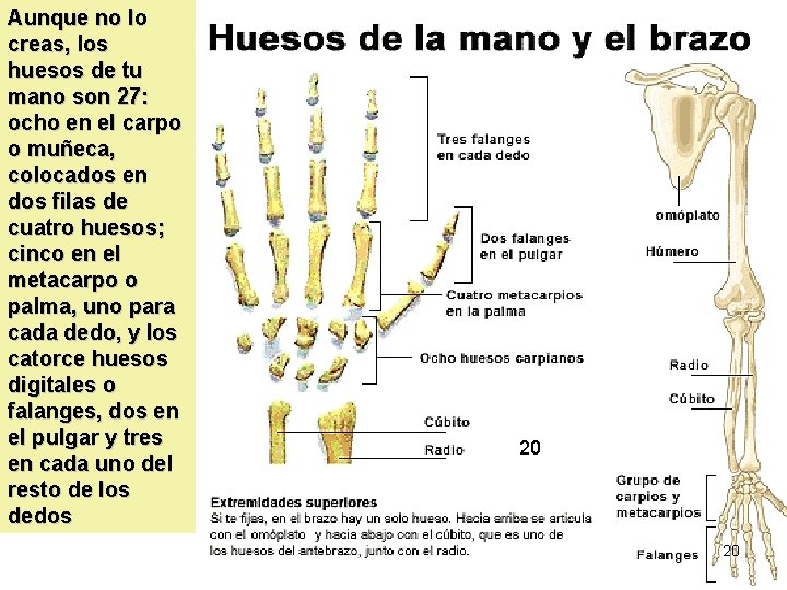 Aunque no lo creas, los huesos de tu mano son 27: ocho en el