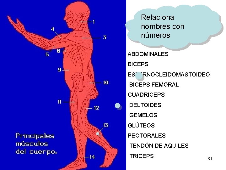 Relaciona nombres con números ABDOMINALES BICEPS ESTERNOCLEIDOMASTOIDEO BICEPS FEMORAL CUADRICEPS DELTOIDES GEMELOS GLÚTEOS PECTORALES