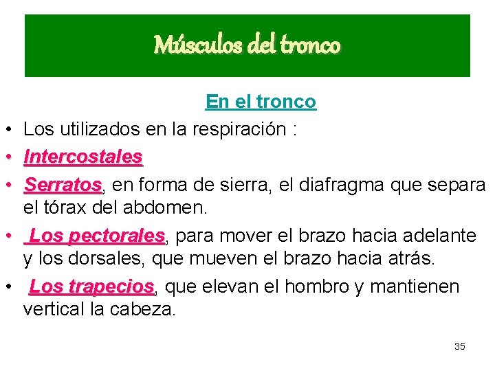 Músculos del tronco • • • En el tronco Los utilizados en la respiración