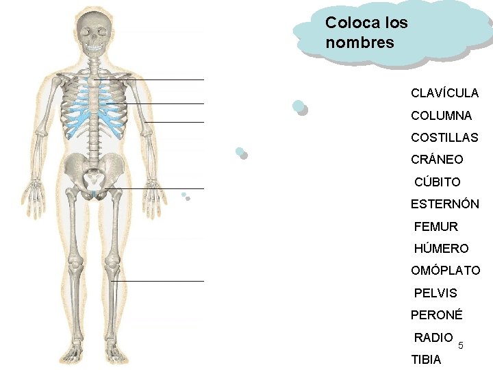 Coloca los nombres CLAVÍCULA COLUMNA COSTILLAS CRÁNEO CÚBITO ESTERNÓN FEMUR HÚMERO OMÓPLATO PELVIS PERONÉ