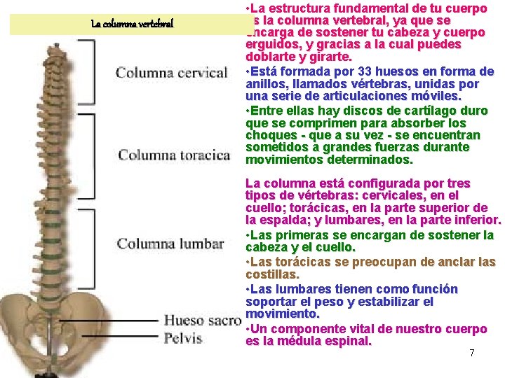 La columna vertebral • La estructura fundamental de tu cuerpo es la columna vertebral,