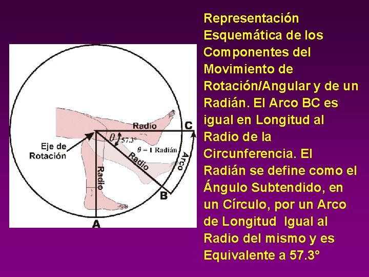 Representación Esquemática de los Componentes del Movimiento de Rotación/Angular y de un Radián. El
