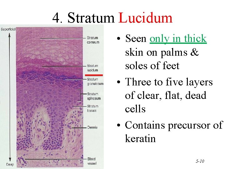 4. Stratum Lucidum • Seen only in thick skin on palms & soles of 4. Stratum Lucidum • Seen only in thick skin on palms & soles of