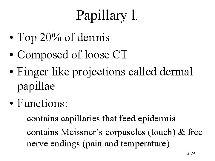 Papillary l. • Top 20% of dermis • Composed of loose CT • Finger Papillary l. • Top 20% of dermis • Composed of loose CT • Finger