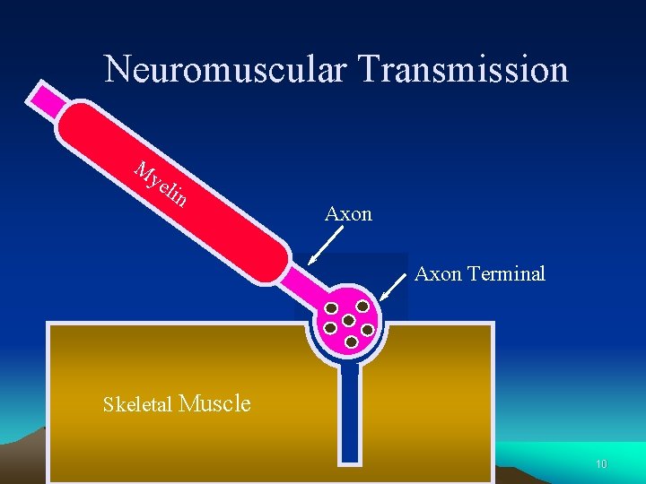 Neuromuscular Transmission M ye lin Axon Terminal Skeletal Muscle 10 