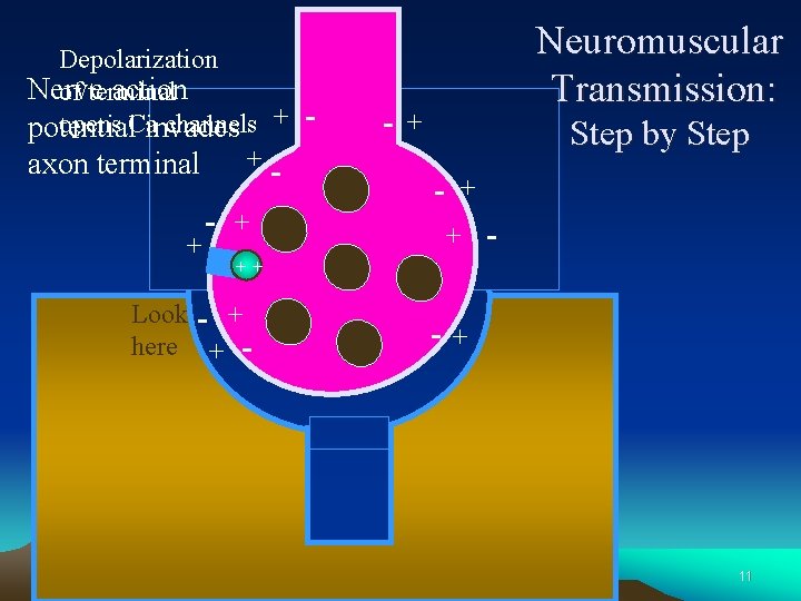 Depolarization Nerve action of terminal opens Cainvades channels + potential axon terminal + -