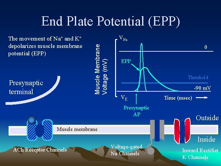 End Plate Potential (EPP) Presynaptic terminal VNa Muscle Membrane Voltage (m. V) The movement