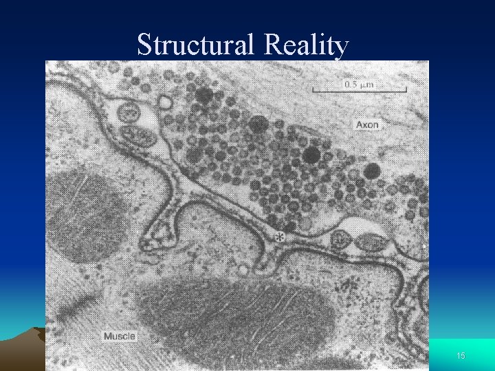 Structural Reality 15 
