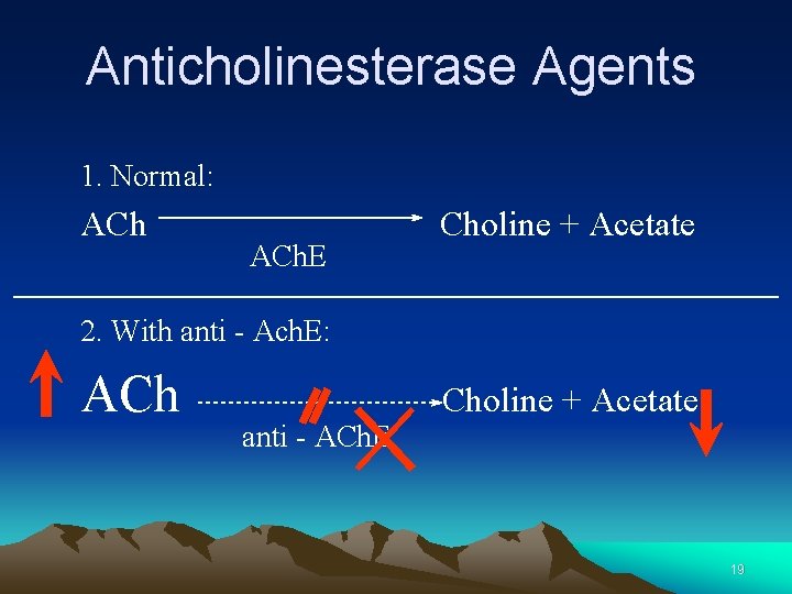 Anticholinesterase Agents 1. Normal: ACh. E Choline + Acetate 2. With anti - Ach.