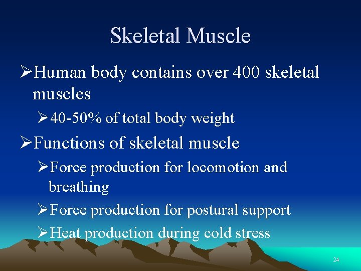 Skeletal Muscle ØHuman body contains over 400 skeletal muscles Ø 40 -50% of total