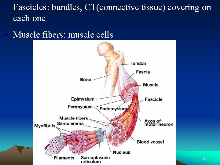 Ø Fascicles: bundles, CT(connective tissue) covering on each one Ø Muscle fibers: muscle cells