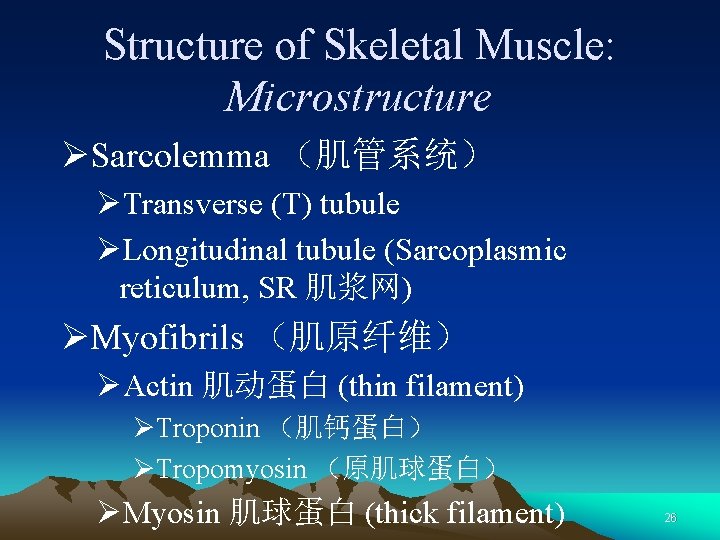 Structure of Skeletal Muscle: Microstructure ØSarcolemma （肌管系统） ØTransverse (T) tubule ØLongitudinal tubule (Sarcoplasmic reticulum,