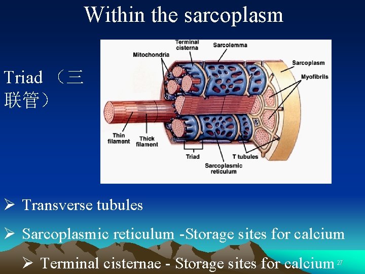 Within the sarcoplasm Triad （三 联管） Ø Transverse tubules Ø Sarcoplasmic reticulum -Storage sites