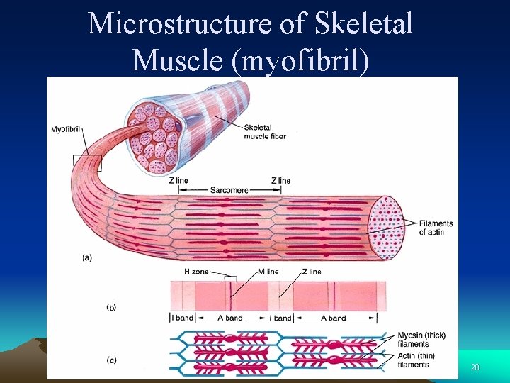 Microstructure of Skeletal Muscle (myofibril) 28 