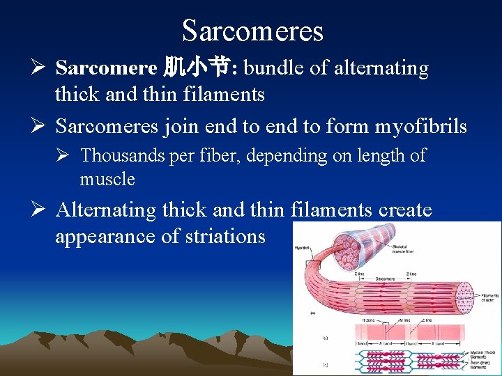 Sarcomeres Ø Sarcomere 肌小节: bundle of alternating thick and thin filaments Ø Sarcomeres join