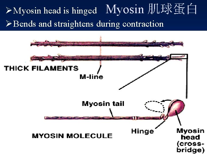 Ø Myosin head is hinged Myosin 肌球蛋白 Ø Bends and straightens during contraction 31