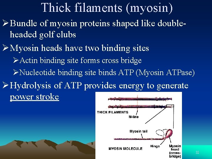 Thick filaments (myosin) Ø Bundle of myosin proteins shaped like doubleheaded golf clubs Ø