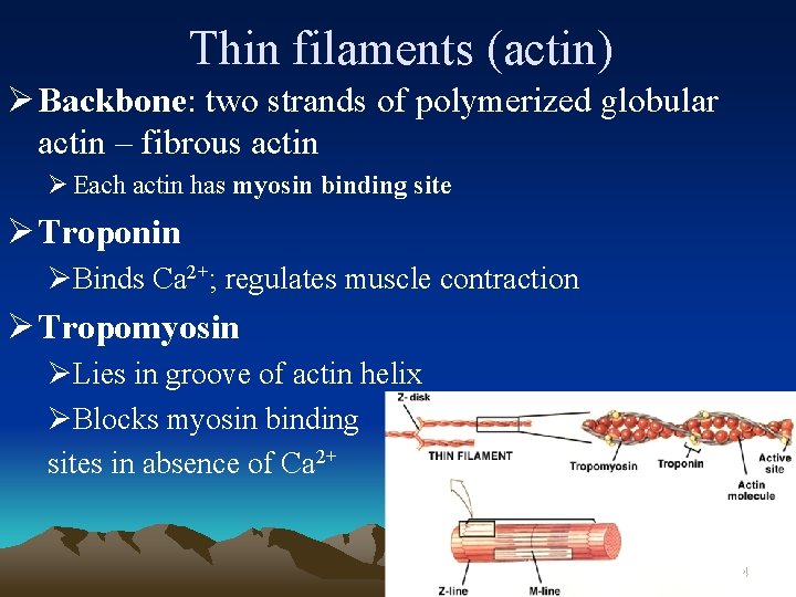 Thin filaments (actin) Ø Backbone: two strands of polymerized globular actin – fibrous actin