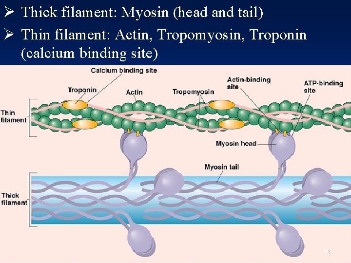 Ø Thick filament: Myosin (head and tail) Ø Thin filament: Actin, Tropomyosin, Troponin (calcium