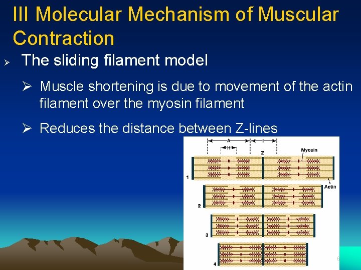 III Molecular Mechanism of Muscular Contraction Ø The sliding filament model Ø Muscle shortening
