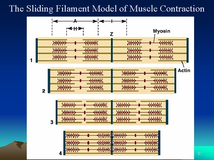 The Sliding Filament Model of Muscle Contraction 37 