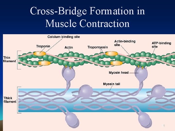 Cross-Bridge Formation in Muscle Contraction 39 