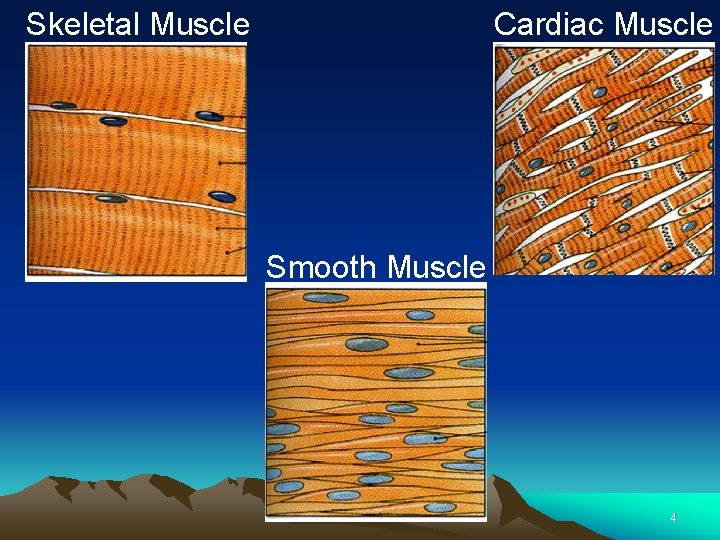 Skeletal Muscle Cardiac Muscle Smooth Muscle 4 