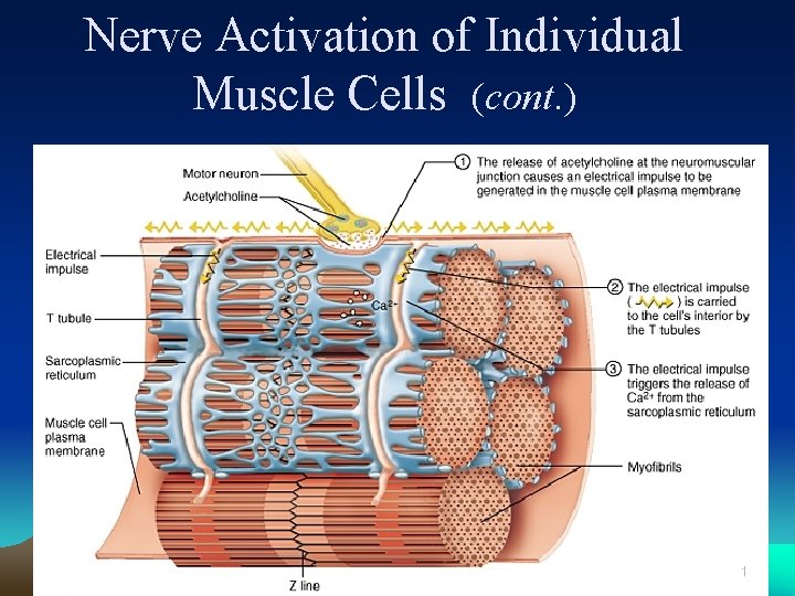 Nerve Activation of Individual Muscle Cells (cont. ) 41 