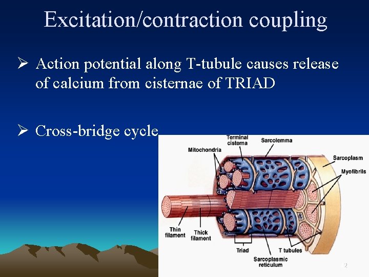 Excitation/contraction coupling Ø Action potential along T-tubule causes release of calcium from cisternae of