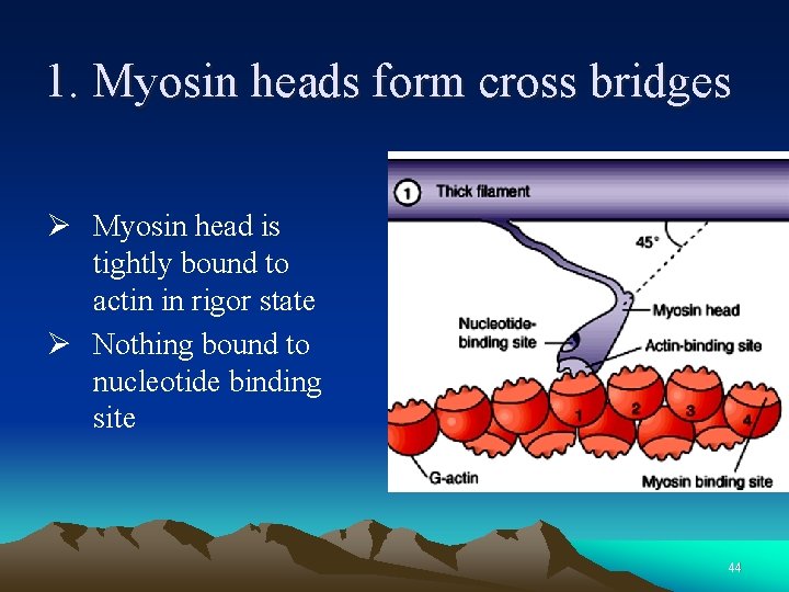 1. Myosin heads form cross bridges Ø Myosin head is tightly bound to actin