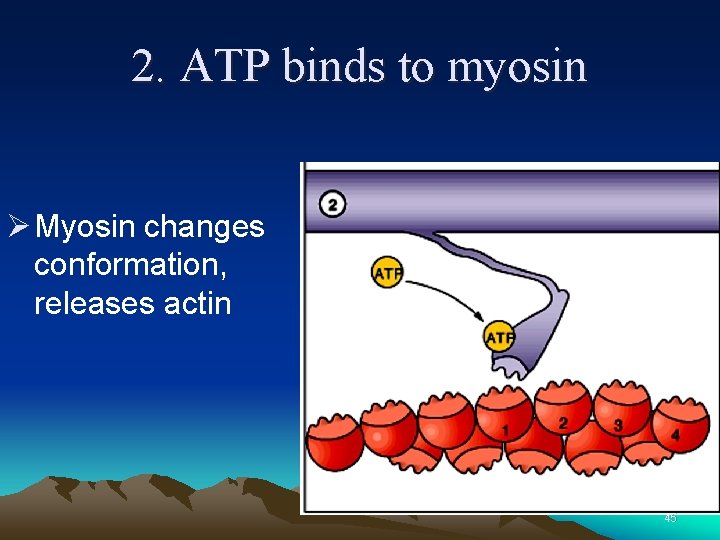 2. ATP binds to myosin Ø Myosin changes conformation, releases actin 45 