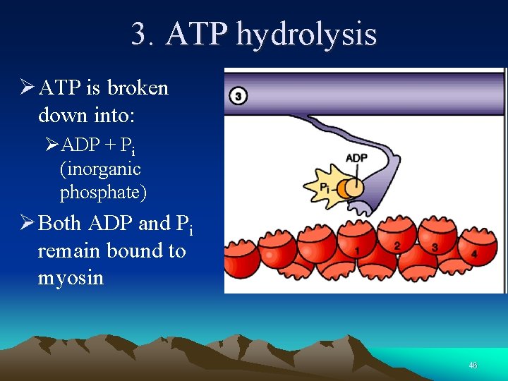 3. ATP hydrolysis Ø ATP is broken down into: ØADP + Pi (inorganic phosphate) 3. ATP hydrolysis Ø ATP is broken down into: ØADP + Pi (inorganic phosphate)