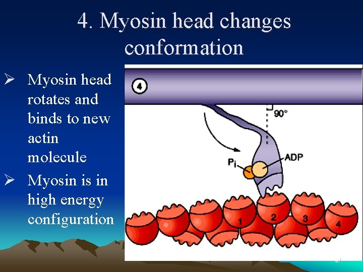 4. Myosin head changes conformation Ø Myosin head rotates and binds to new actin