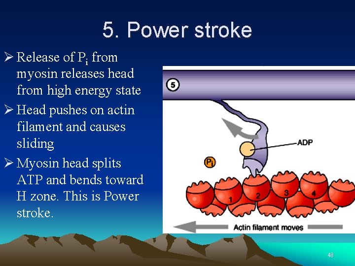 5. Power stroke Ø Release of Pi from myosin releases head from high energy