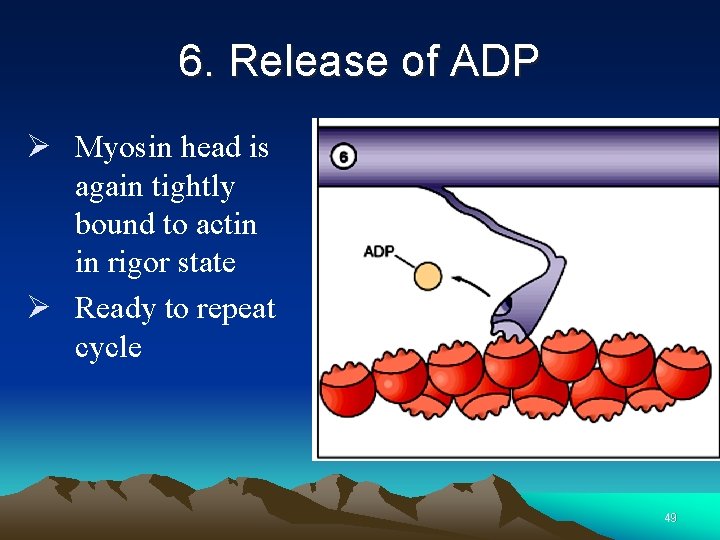 6. Release of ADP Ø Myosin head is again tightly bound to actin in