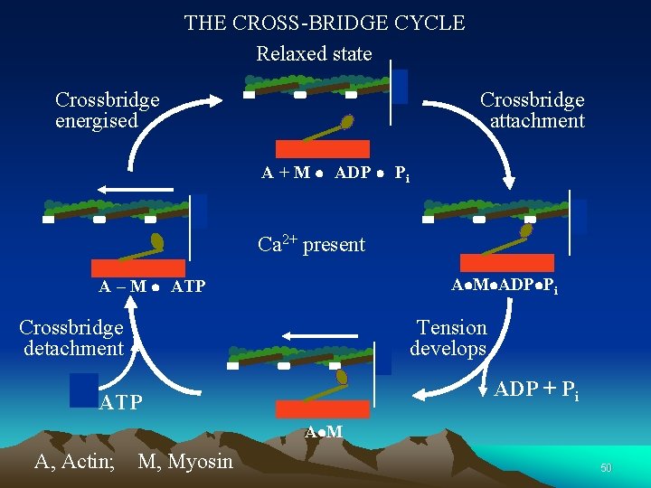 THE CROSS-BRIDGE CYCLE Relaxed state Crossbridge energised Crossbridge attachment A + M l ADP