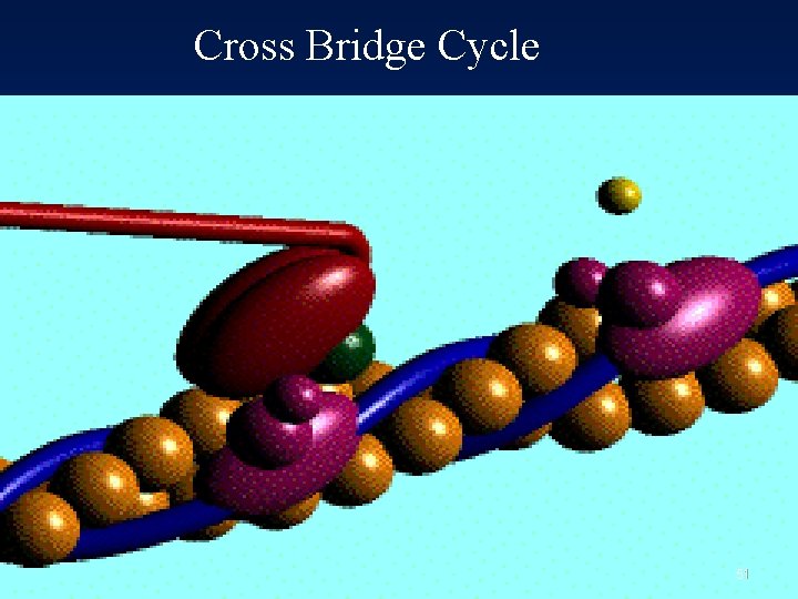 Cross Bridge Cycle 51 