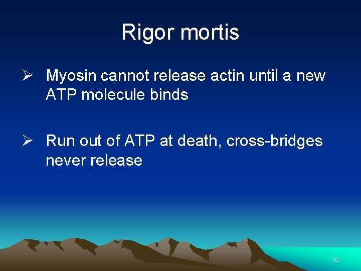 Rigor mortis Ø Myosin cannot release actin until a new ATP molecule binds Ø