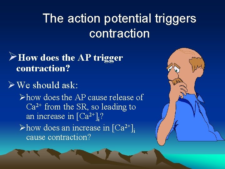 The action potential triggers contraction ØHow does the AP trigger contraction? Ø We should