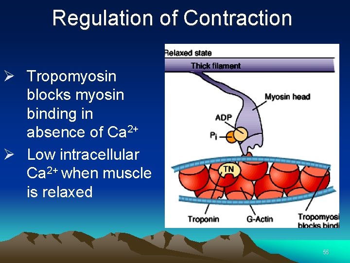 Regulation of Contraction Ø Tropomyosin blocks myosin binding in absence of Ca 2+ Ø