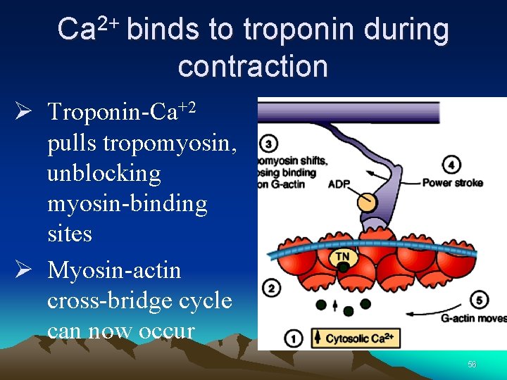 Ca 2+ binds to troponin during contraction Ø Troponin-Ca+2 pulls tropomyosin, unblocking myosin-binding sites