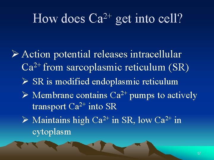 How does 2+ Ca get into cell? Ø Action potential releases intracellular Ca 2+